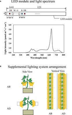 Integrating omics reveals insights into tomato abaxial/adaxial leafy supplemental lighting